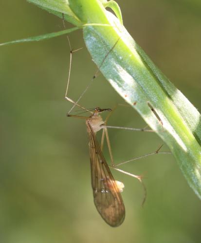 Bittacus hageni